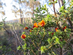 Pultenaea procumbens