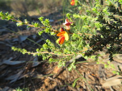 Pultenaea procumbens