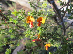 Pultenaea procumbens