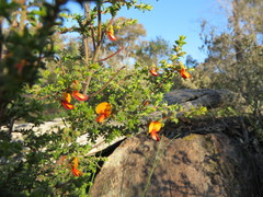 Pultenaea procumbens