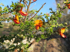 Pultenaea procumbens
