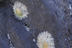Siphonaria zelandica
