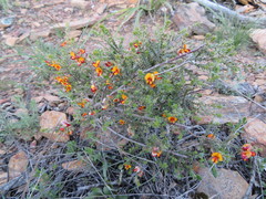 Pultenaea procumbens