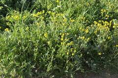 Senecio littoreus