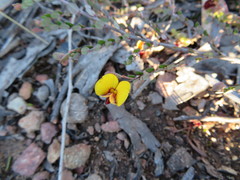 Bossiaea buxifolia