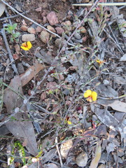 Bossiaea buxifolia