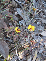Bossiaea buxifolia