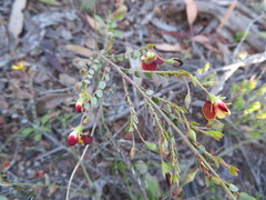 Bossiaea buxifolia