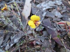 Bossiaea buxifolia
