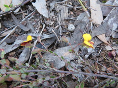 Bossiaea buxifolia