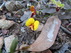 Bossiaea buxifolia