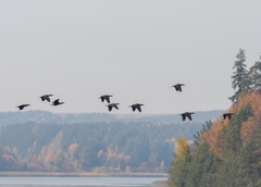 Phalacrocorax carbo