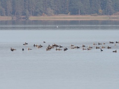 Phalacrocorax carbo
