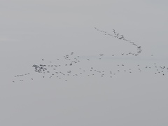 Phalacrocorax carbo