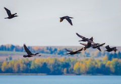 Phalacrocorax carbo