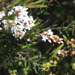 Acrothamnus melaleucoides