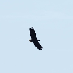 Haliaeetus albicilla