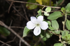 Barleria matopensis