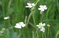 Ranunculus aconitifolius