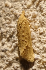 Cochylimorpha meridiana