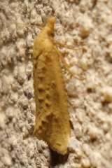Cochylimorpha meridiana