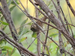 Emberiza chrysophrys