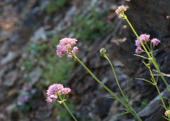 Centranthus angustifolius