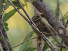 Emberiza chrysophrys