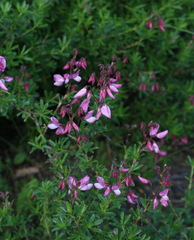 Ononis fruticosa