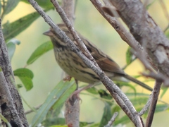 Emberiza chrysophrys