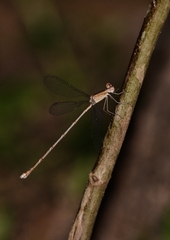 Lestes viridulus