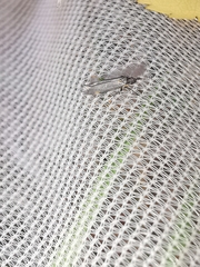 Euspilapteryx auroguttella