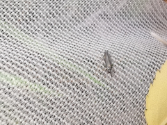 Euspilapteryx auroguttella