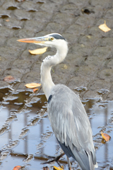 Ardea cinerea