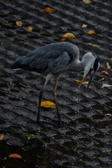 Ardea cinerea