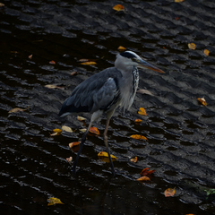 Ardea cinerea