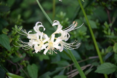 Lycoris × albiflora