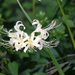 Lycoris × albiflora - Photo (c) Alan Broderick, algunos derechos reservados (CC BY-NC), subido por Alan Broderick