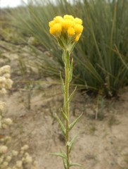 Chrysocephalum semipapposum