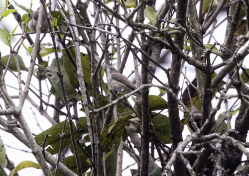 Thick-billed Flowerpecker (Pachyglossa agilis), photo 6