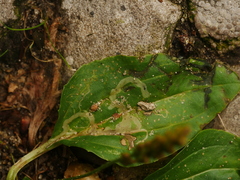 Phytomyza griffithsi