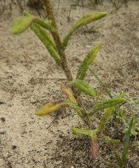 Chrysocephalum semipapposum