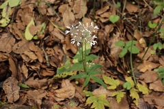 Heracleum wallichii