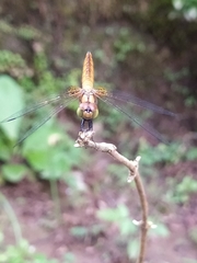 Trithemis aurora