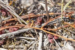 Cassytha pedicellosa