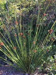 Juncus effusus conglomeratus