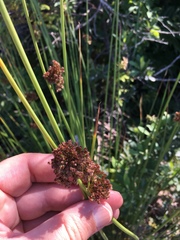 Juncus effusus conglomeratus