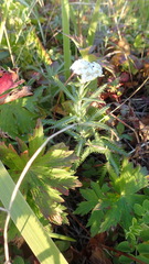 Achillea alpina camtschatica