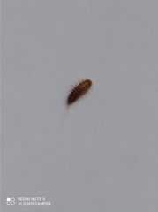 Dermestidae