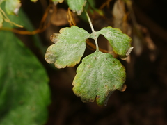 Erysiphe macleayae